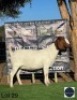 1 X BOER GOAT EWE Regvic stud - Hein