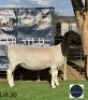 1 X BLACK HEAD DORPER EWE Regvic stud - Hein