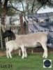 1+1 X BLACK HEAD DORPER EWE + LAMB Regvic stud - Hein