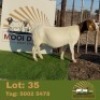 1 X BOER GOAT EWE Mooi draai