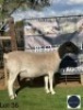 1+1 X BLACK HEAD DORPER EWE + LAMB Regvic stud - Hein