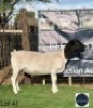 1 X BLACK HEAD DORPER EWE Regvic stud - Hein