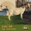 1 X BOER GOAT EWE Mooi draai