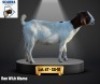 1 X BOER GOAT EWE Scarra genetics