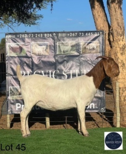 1 X BOER GOAT EWE Regvic stud - Hein