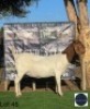 1 X BOER GOAT EWE Regvic stud - Hein
