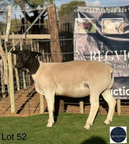 1 X BLACK HEAD DORPER EWE Regvic stud - Hein