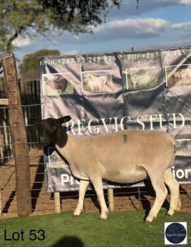 1 X SAANEN EWE Regvic stud - Hein