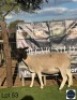 1 X SAANEN EWE Regvic stud - Hein