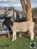 1 X BLACK HEAD DORPER EWE Regvic stud - Hein