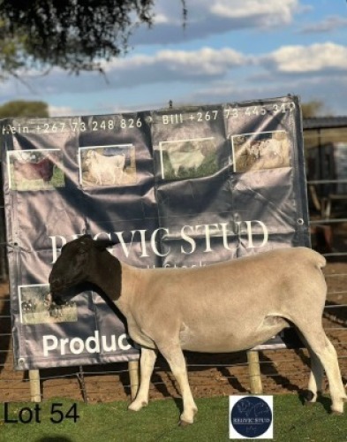 1 X BLACK HEAD DORPER EWE Regvic stud - Hein
