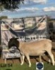 1 X BLACK HEAD DORPER EWE Regvic stud - Hein