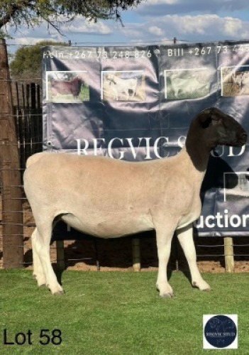 1 X SAANEN EWE Regvic stud - Hein