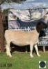 1 X SAANEN EWE Regvic stud - Hein