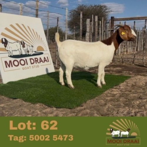 1 X BOER GOAT EWE Mooi draai