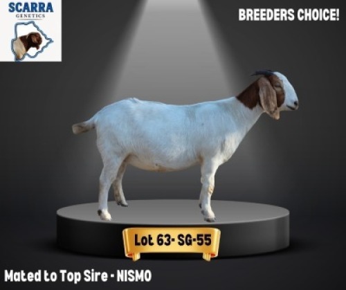 1 X BOER GOAT EWE Scarra genetics