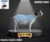 1 X BOER GOAT EWE Scarra genetics