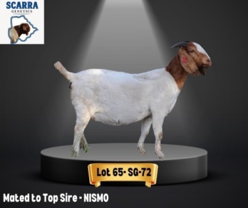 1 X BOER GOAT EWE Scarra genetics