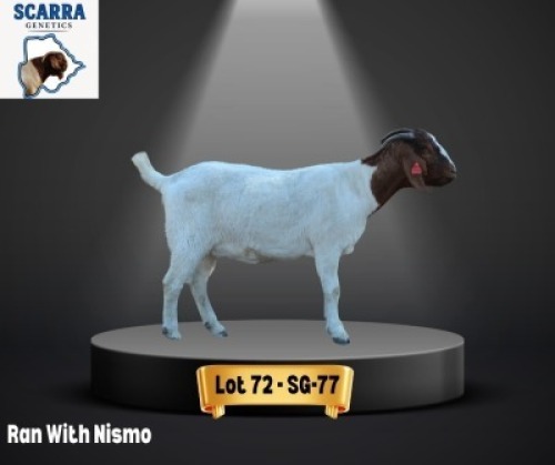 1 X BOER GOAT EWE Scarra genetics