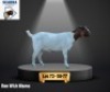 1 X BOER GOAT EWE Scarra genetics