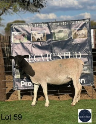 1 X DORPER EWE Regvic stud - Hein
