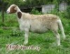 LOT 66 1X MEATMASTER&nbsp;OOI MET LAM/EWE WITH LAMB ZABO MEATMASTERS - 4