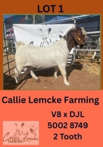 LOT 1 1 X BOER GOAT BUCK CALLIE LEMCKE FARMING