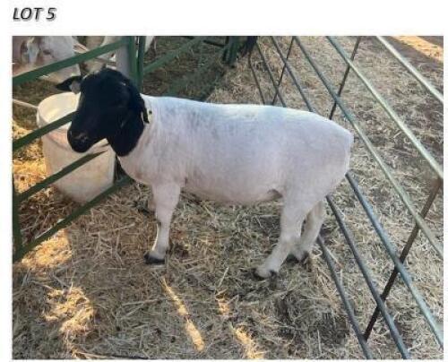 LOT 5 1 X BLACK HEAD DORPER RAM CHIGS FARM