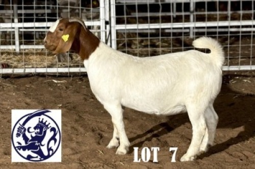 LOT 7 1 X BOER GOAT DOE HACKETTE