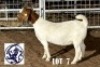 LOT 7 1 X BOER GOAT DOE HACKETTE