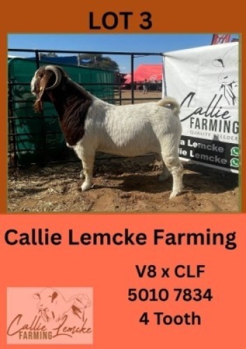 LOT 3 1 X BOER GOAT BUCK CALLIE LEMCKE FARMING