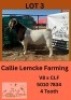 LOT 3 1 X BOER GOAT BUCK CALLIE LEMCKE FARMING