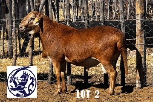 LOT 2 1 X MEAT MASTER RAM HACKETTE