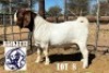 LOT 8 1 X BOER GOAT BUCK HACKETTE