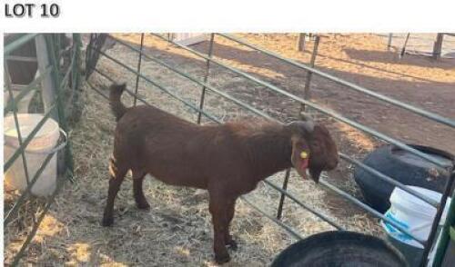LOT 10 1 X KALAHARI RED BUCK CHIGS FARM