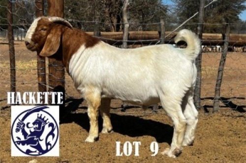 LOT 9 1 X BOER GOAT BUCK HACKETTE