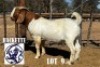 LOT 9 1 X BOER GOAT BUCK HACKETTE