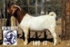 LOT 17 1 X BOER GOAT BUCK HACKETTE