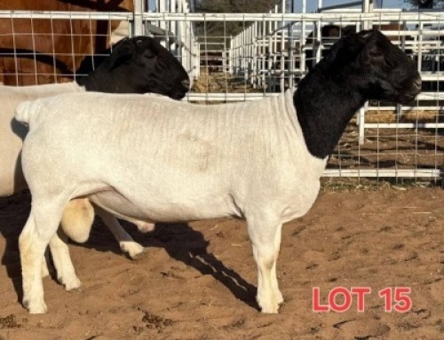 LOT 15 1 X BLACK HEAD DORPER RAM MAHATA STUDS