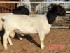 LOT 15 1 X BLACK HEAD DORPER RAM MAHATA STUDS