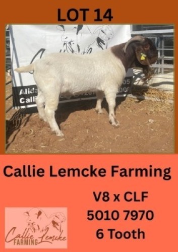 LOT 14 1 X BOER GOAT BUCK CALLIE LEMCKE FARMING