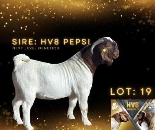 LOT 19 1 X BOER GOAT BUCK HV8
