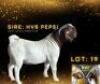 LOT 19 1 X BOER GOAT BUCK HV8