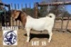 LOT 18 1 X BOER GOAT BUCK HACKETTE