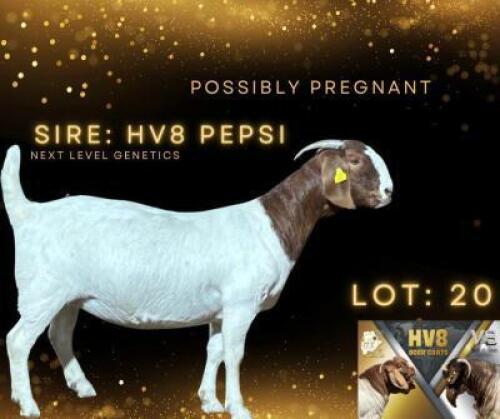 LOT 20 1 X BOER GOAT DOE HV8