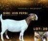 LOT 20 1 X BOER GOAT DOE HV8