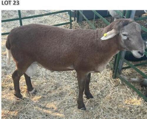 LOT 23 1 X MEAT MASTER RAM CHIGS FARM