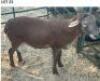 LOT 23 1 X MEAT MASTER RAM CHIGS FARM