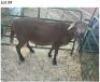 LOT 24 1 X MEAT MASTER RAM CHIGS FARM