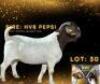 LOT 30 1 X BOER GOAT BUCK HV8